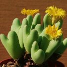 New Arrival Conophytum Bilobum rare mesemb exotic semi rock living stones seeds 15 SEEDS New Arrival Conophytum Bilobum rare mesemb exotic semi rock living stones seeds 15 SEEDS