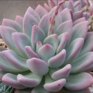 Exclusive Graptoveria Moonglow ECHEVERIA rare succulent hen and chicks plant seed 50 SEEDS Exclusive Graptoveria Moonglow ECHEVERIA rare succulent hen and chicks plant seed 50 SEEDS