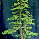 Exclusive BONSAI Giant sequoia, Sequoiadendron giganteum redwood forest TREE-10 seeds Exclusive BONSAI Giant sequoia, Sequoiadendron giganteum redwood forest TREE-10 seeds