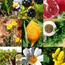 Top-Quality MEDICINAL HERB PLANTS MIX, heirloom ORGANIC garden Non-GMO seed -20 SEEDS Top-Quality MEDICINAL HERB PLANTS MIX, heirloom ORGANIC garden Non-GMO seed -20 SEEDS