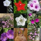 Exclusive IPOMOEA MIX, rare morning glory climber flowering vine merremia seed -20 seedS Exclusive IPOMOEA MIX, rare morning glory climber flowering vine merremia seed -20 seedS