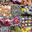 New Arrival COLOR LITHOPS MIX succulent EXOTIC living stones desert rock seed plant 30 SEEDS
