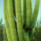 New Arrival Neobuxbaumia Tetezo rare cactus seed exotic succulent cacti cereus aloe 30 SEEDS New Arrival Neobuxbaumia Tetezo rare cactus seed exotic succulent cacti cereus aloe 30 SEEDS