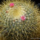 New Arrival MAMMILLARIA PRINGLEI | exotic rare cactus cacti plant pincushion seed 20 SEEDS New Arrival MAMMILLARIA PRINGLEI | exotic rare cactus cacti plant pincushion seed 20 SEEDS