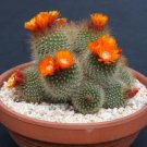 Top-Quality Parodia microsperma notocactus exotic flowering cacti rare cactus seed 100 SEEDS Top-Quality Parodia microsperma notocactus exotic flowering cacti rare cactus seed 100 SEEDS