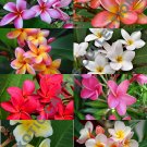 Limited Edition PLUMERIA MIX frangipani rare tropical flowering tree fragrant mixed 5 seeds Limited Edition PLUMERIA MIX frangipani rare tropical flowering tree fragrant mixed 5 seeds
