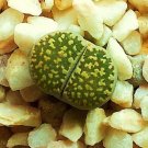Exclusive Lithops Salicola maculate form, exotic living stones ice succulent seed 50 SEEDS