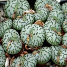 New Arrival Conophytum obcordellum v obcordellum rare mesemb exotic succulent seed 100 SEEDS New Arrival Conophytum obcordellum v obcordellum rare mesemb exotic succulent seed 100 SEEDS