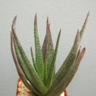Top-Quality RARE GASTERALOE CV MIDNIGHT exotic black color aloe succulent plant cacti 2"" pot Top-Quality RARE GASTERALOE CV MIDNIGHT exotic black color aloe succulent plant cacti 2"" pot