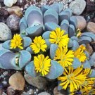 Best-Selling Lithops divergens amethystina, rare mesembs living stones cactus seed 30 SEEDS Best-Selling Lithops divergens amethystina, rare mesembs living stones cactus seed 30 SEEDS