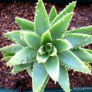 Limited Edition RARE ALOE BREVIFOLIA | exotic agave hardy cacti succulent cactus seed 100 SEEDS Limited Edition RARE ALOE BREVIFOLIA | exotic agave hardy cacti succulent cactus seed 100 SEEDS