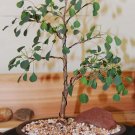 New Arrival Euphorbia misera, cliff spurge exotic rare pre bonsai cactus cacti seed 10 SEEDS New Arrival Euphorbia misera, cliff spurge exotic rare pre bonsai cactus cacti seed 10 SEEDS