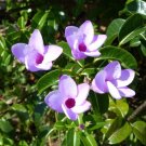 Premium Cryptostegia grandiflora Madagascar rubbe vine rare fragrant flower seed 5 SEEDS Premium Cryptostegia grandiflora Madagascar rubbe vine rare fragrant flower seed 5 SEEDS