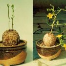 Top-Quality Talinum Caffrum, rare caudex bonsai cactus exotic succulent fameflower50 seeds Top-Quality Talinum Caffrum, rare caudex bonsai cactus exotic succulent fameflower50 seeds
