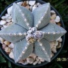 Top-Quality Astrophytum multicostatum 6 ribs myriostigma exotic rare cactus seed 50 SEEDS Top-Quality Astrophytum multicostatum 6 ribs myriostigma exotic rare cactus seed 50 SEEDS