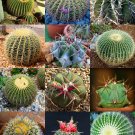 Best-Selling RARE ECHINOCACTUS MIX variety exotic barrel cactus flowering cacti seed 15 SEEDS