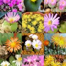 Exclusive CONOPHYTUMMIX, succulent cactus mixed living stones rocks plant seed -15 SEEDS Exclusive CONOPHYTUMMIX, succulent cactus mixed living stones rocks plant seed -15 SEEDS