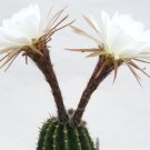 Top-Quality Echinopsis Vallegrandensis, lobivia cactus chamaecereus succulent seed -20 SEEDS Top-Quality Echinopsis Vallegrandensis, lobivia cactus chamaecereus succulent seed -20 SEEDS