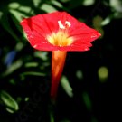 Exclusive IPOMOEA MULTIFIDA cardinal climber morning glory flowering exotic seed 20 seeds