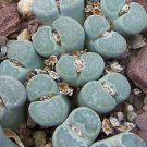 New Arrival LITHOPS SALICOLA rare exotic living stones ice plant succulent seed 50 seeds New Arrival LITHOPS SALICOLA rare exotic living stones ice plant succulent seed 50 seeds