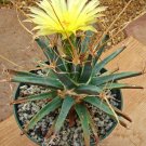 Top-Quality Leuchtenbergia Principis, exotic agave cactus rare succulent plant seed 10 SEEDS