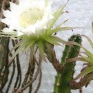 Premium Harrisia jusbertii, night blooming cereus rare Eriocereus cactus seed - 15 SEEDS Premium Harrisia jusbertii, night blooming cereus rare Eriocereus cactus seed - 15 SEEDS