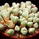 Premium Cheiridopsis Pillansii-CRASSA rare living stones mesemb succulent seed 100 SEEDS Premium Cheiridopsis Pillansii-CRASSA rare living stones mesemb succulent seed 100 SEEDS