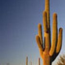 Best-Selling Carnegia gigantea saguaro gigant cacti desert columnar cactus seed 100 SEEDS Best-Selling Carnegia gigantea saguaro gigant cacti desert columnar cactus seed 100 SEEDS