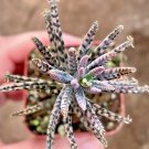 Exclusive Alligator Mother Thousands Pregnant Kalanchoe Daigremontiana seed pack 100 SEEDS