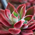Top-Quality Echeveria Devotion rare succulent exotic hen and chicks plant seed 50 SEEDS Top-Quality Echeveria Devotion rare succulent exotic hen and chicks plant seed 50 SEEDS