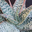 New Arrival Aloe cultivar MARMALADE exotic hybridrare color succulent cactus seed 50 SEEDS New Arrival Aloe cultivar MARMALADE exotic hybridrare color succulent cactus seed 50 SEEDS