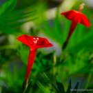 New Arrival RARE IPOMOEA MULTIFIDA cardinal climber morning glory flowering seed 20 seeds New Arrival RARE IPOMOEA MULTIFIDA cardinal climber morning glory flowering seed 20 seeds