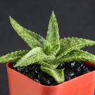 Top-Quality Gasteraloe cv Helen Haage |exotic aloe rare succulent plantgasteria2"" pot