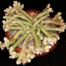 Limited Edition AVONIA PAPYRACEA, exotic succulent rare cactus anacampseros plant seed50 SEEDS Limited Edition AVONIA PAPYRACEA, exotic succulent rare cactus anacampseros plant seed50 SEEDS