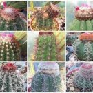 Top-Quality Melocactus MIXED VARIETY MIX cacti rare cactus globular turk's seed 1000 SEEDS Top-Quality Melocactus MIXED VARIETY MIX cacti rare cactus globular turk's seed 1000 SEEDS