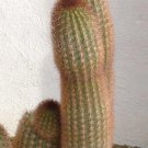 Premium Haageocereus Versicolor cereus columnar cacti pilosocereus cactus seed 20 SEEDS Premium Haageocereus Versicolor cereus columnar cacti pilosocereus cactus seed 20 SEEDS