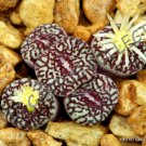Premium RARE CONOPHYTUM MINIMUM WITTEBERGENSE mesembs exotic succulent stones15 SEEDS Premium RARE CONOPHYTUM MINIMUM WITTEBERGENSE mesembs exotic succulent stones15 SEEDS