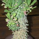 Best-Selling Monadenium Reflexum exotic euphorbia neoreflexa africa cactus aloe seed 10 seeds Best-Selling Monadenium Reflexum exotic euphorbia neoreflexa africa cactus aloe seed 10 seeds