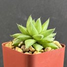 New Arrival Cathedral Window Plant Haworthia Cymbiformis exotic rare succulent 2"" New Arrival Cathedral Window Plant Haworthia Cymbiformis exotic rare succulent 2""