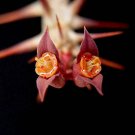 Top-Quality Euphorbia SAKARAHAENSIS, exotic caudex madagascar rare cacti bonsai seed 5 seeds Top-Quality Euphorbia SAKARAHAENSIS, exotic caudex madagascar rare cacti bonsai seed 5 seeds