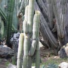 New Arrival Weberbauerocereus johnsonii Rare columnar cacti flowering cactus seed 100 SEEDS