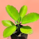 Limited Edition RARE KALANCHOE PINNATA miracle leaf air plants Bryophyllum Pinnatum 4"" plant Limited Edition RARE KALANCHOE PINNATA miracle leaf air plants Bryophyllum Pinnatum 4"" plant