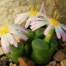New Arrival Conophytum Limpidum rare mesemb exotic semi rock living stones seeds 100 SEEDS New Arrival Conophytum Limpidum rare mesemb exotic semi rock living stones seeds 100 SEEDS