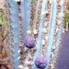 Top-Quality PILOSOCEREUS AZULENSIS blue color columnar rare cacti cactus plant seed 20 SEEDS