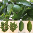 Best-Selling 15 LEAVES ORGANIC GUAVA GREEN FLORIDA USA GROW FRESH GUAYABA Best-Selling 15 LEAVES ORGANIC GUAVA GREEN FLORIDA USA GROW FRESH GUAYABA