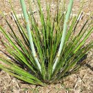Premium HESPERALOE CAMPANULATA | exotic succulent rare Bell Flower Yucca aloe 10 SEEDS Premium HESPERALOE CAMPANULATA | exotic succulent rare Bell Flower Yucca aloe 10 SEEDS