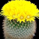 Exclusive Parodia chrysacanthion, rare notocactus cacti golden flower cactus seed 25 SEEDS Exclusive Parodia chrysacanthion, rare notocactus cacti golden flower cactus seed 25 SEEDS