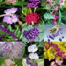 Top-Quality CALLICARPA MIX, rare wild BERRY Beautyberry exotic florida native seed 15 seeds