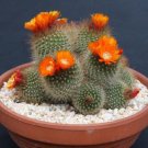 Top-Quality Parodia microsperma | cacti rare cactus seed 25 SEEDS Top-Quality Parodia microsperma | cacti rare cactus seed 25 SEEDS