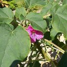 Top-Quality Uncarina stellulifera bonsai flower caudex rare succulents cactus seed 10 SEEDS Top-Quality Uncarina stellulifera bonsai flower caudex rare succulents cactus seed 10 SEEDS
